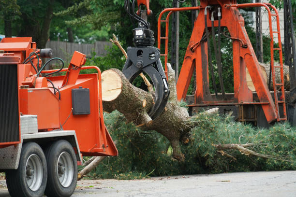 Trusted Cienegas Terrace, TX Tree Care Services Experts